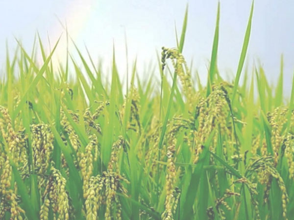 Indonesia is Not Running Out of Rice
