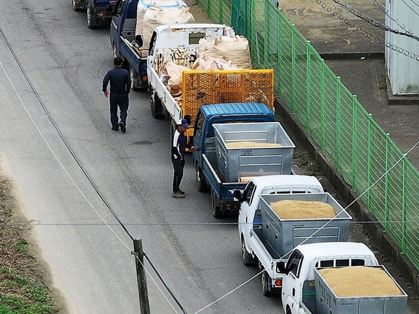 Gov't's rice purchase