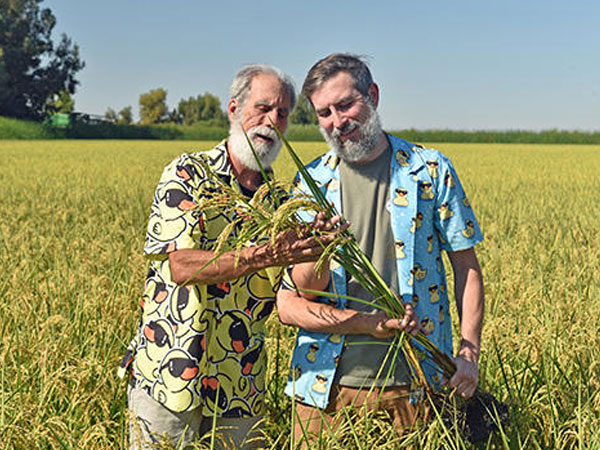 Organic rice sector suffers sector pains
