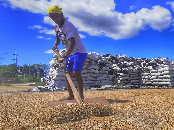 Palay floor price impact hinges on government purchases