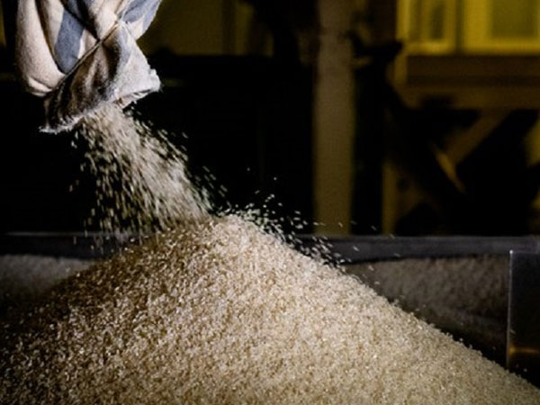 Brazil rice exports rise in 2025, but export revenue falls