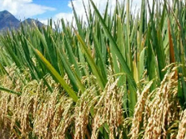 Local rice farmer appeals for government intervention over imported rice