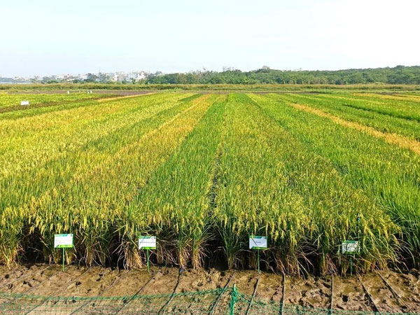 Targeted investment in direct-seeded rice key to climate-resilient farming: IRRI study