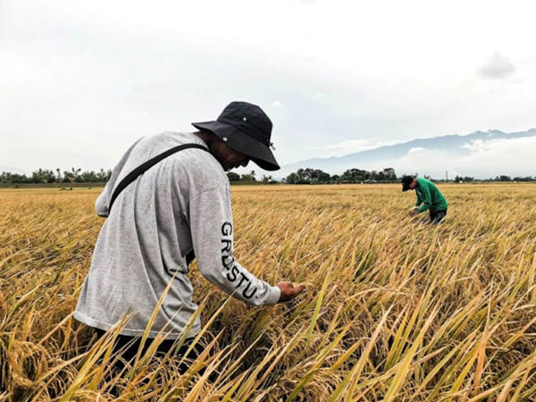 Genomics research uncovers climate-resilient rice traits