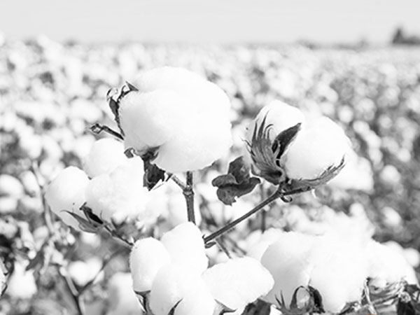 USDA makes a pair of changes to U.S. rice balance sheet, none for cotton