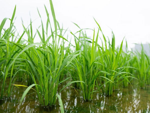 Chinese scientists crack rice blast fungus 'Trojan horse' strategy, opening path to RNA-based crop protection