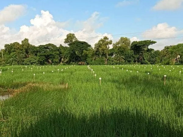 How 1500 Sundarbans Farmers Turned Poisoned Fields Into Farms Growing 192 Rice Varieties