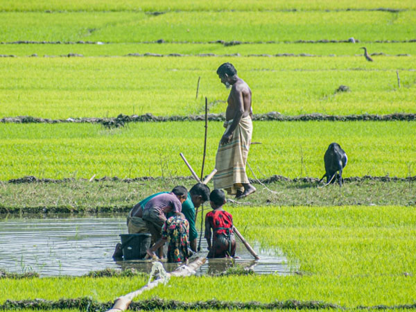 How to grow more rice without draining the land