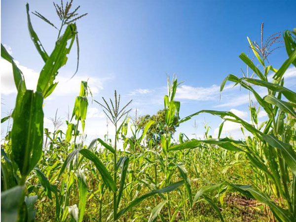 Protein-boosted rice could tackle hidden hunger and cut emissions, review argues