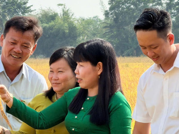 Success of Fertilize Right pilot in Vietnam’s 1M-Hectare Rice Program show better yields and incomes