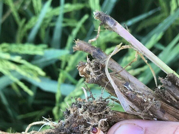 As row rice acres rise in Arkansas, billbug pest takes center stage
