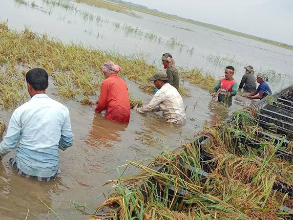 Bangladesh heading for 200,000 MT rice shortfall after floods hit Boro crop