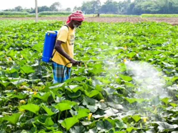 Double whammy: How geopolitics, El Niño are posing a threat to kharif rice