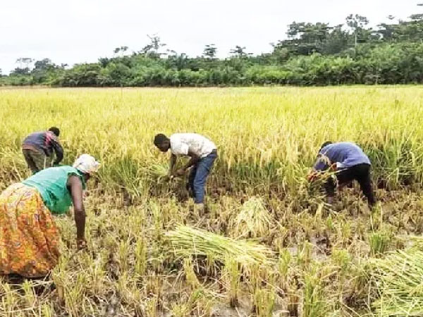 Editorial: Local rice producers ‘up in arms’ against influx of cheap, smuggled rice