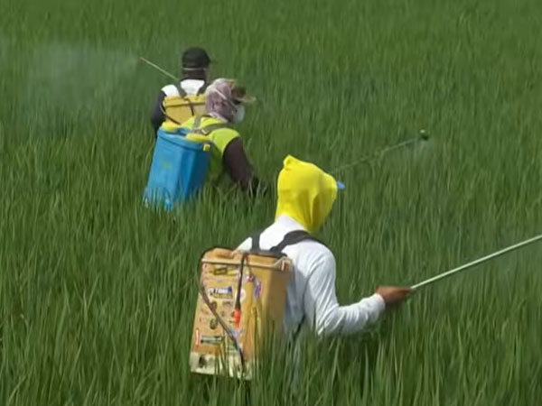Indonesia’s rice farmers test climate-friendly methods that cuts methane emissions, raises yields