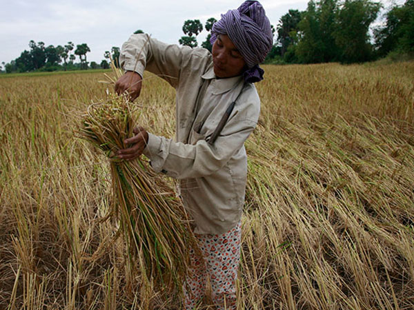 Kingdom drafts roadmap to reduce methane emissions in rice sector