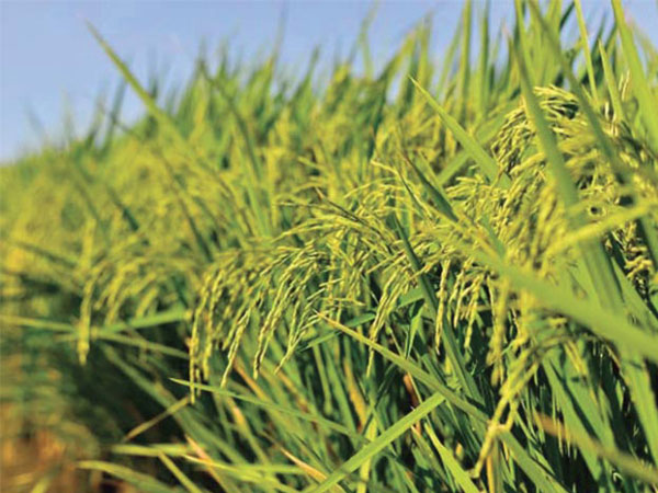 PHL to grow rice with higher iron, zinc content