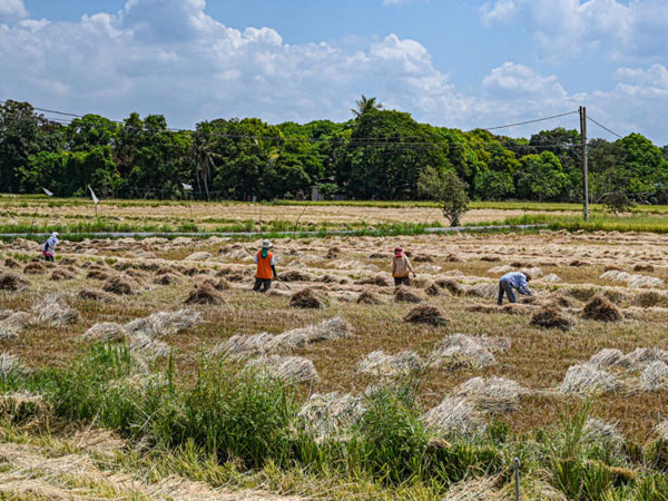 Two rice varieties pitched to farmers ahead of El Niño
