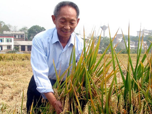 A bag of rice bears witness to the global contribution of 'China's grain': Global Times editorial