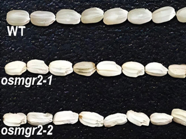 Magnesium transporter discovery could improve rice nutrition and taste