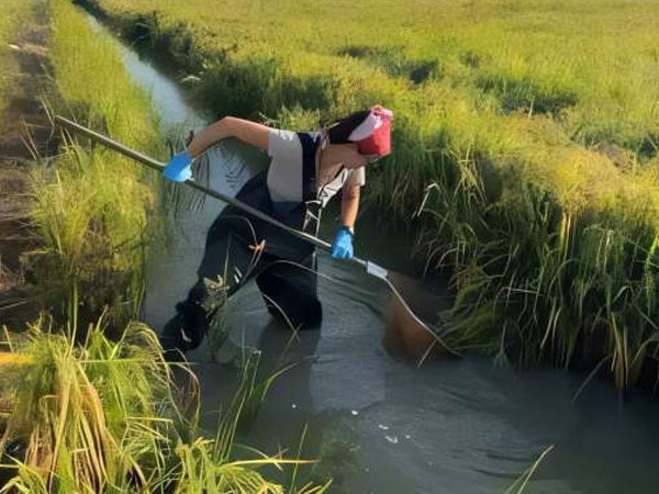 Rice–fish co-culturing could help curb schistosomiasis while increasing food production