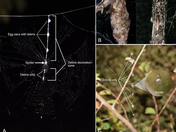 Spider webs capture hidden fungal diversity in Thai rice fields