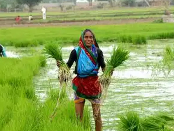 Telangana ministers urge Centre to raise rabi rice procurement target