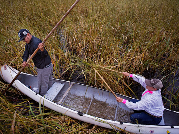 Wild Rice Faces Numerous Threats—and Has Determined Protectors