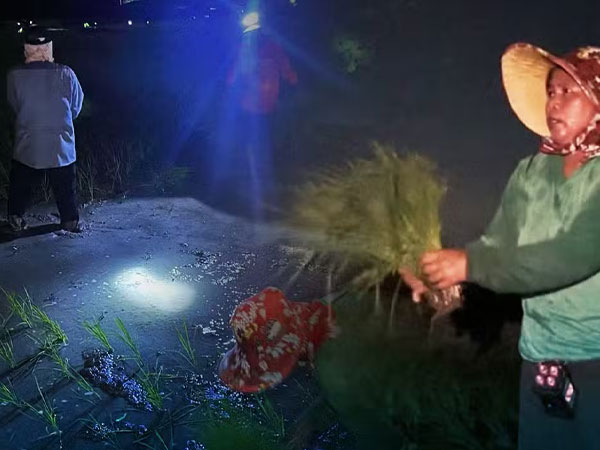 As heat worsens, Isabela farmers shift work to midnight