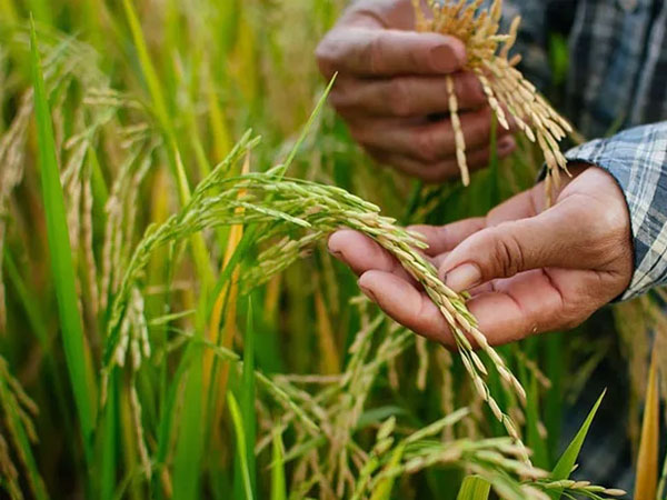 DA should choose rice seed type for planting