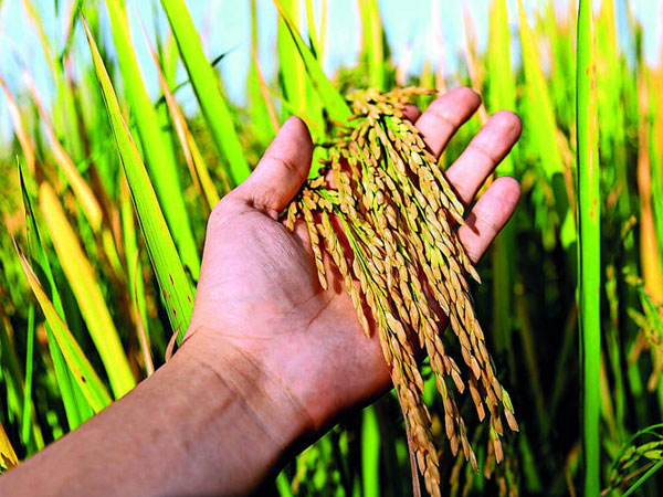Global rice prices may jump 50% if El Nino hits output: Study