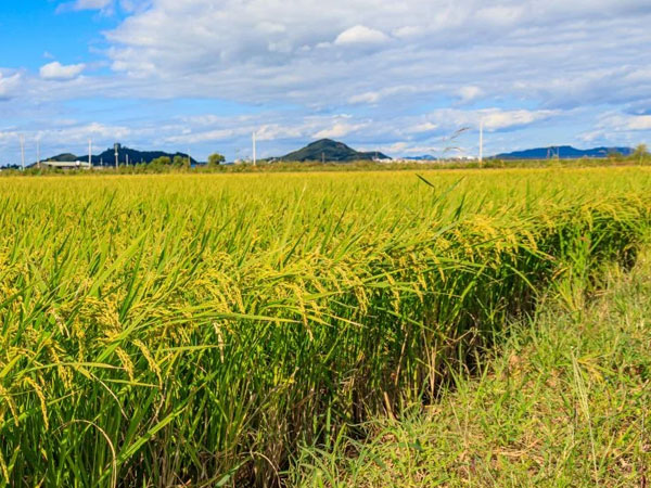 Rice production in Kenya rises by 59% as irrigation projects expand