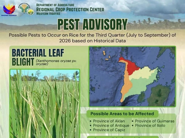 W Visayas rice farmers urged to prepare for 5 major pests, diseases