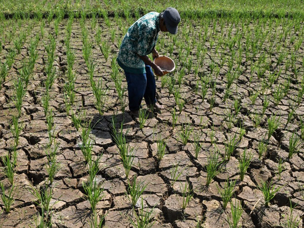 Analysis: Drought, rising prices expose vulnerabilities in rice supply