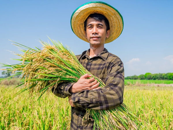 Climate change could slash rice harvests twice as much as scientists predicted