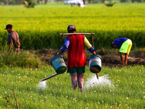 Farm output rebounds in Q2 on stronger harvests