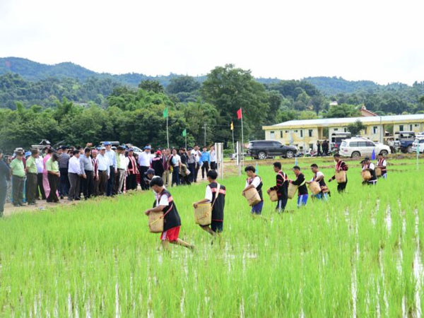 Trial cultivation of Pawsan and Basmati rice begins in Shan State (East)