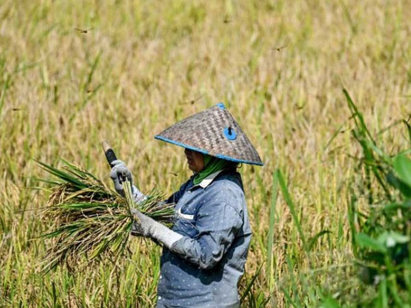 Asian economies face risks to food security
