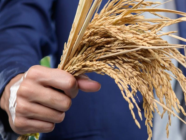 ECA convenes West African businesses to unlock rice value chains and strengthen regional food resilience