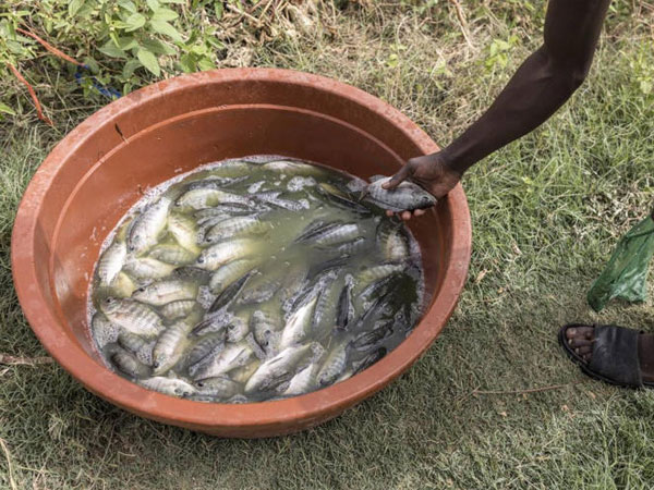 Just add fish: Scientists pursue more rice, less disease in Senegal paddies