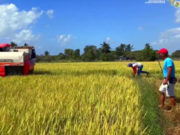 Narra rice clustering links farmers to markets, boosts Palawan food security