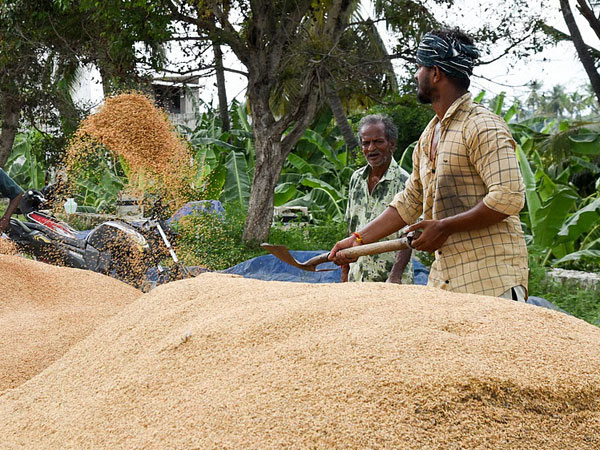 Punjab faces severe storage crisis ahead of paddy procurement season from October 1