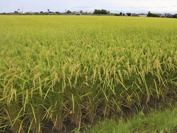 Shoppers rejoice, farmers fume as Japan’s rice crisis turns into a surplus