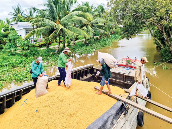 Many challenges in rice exports