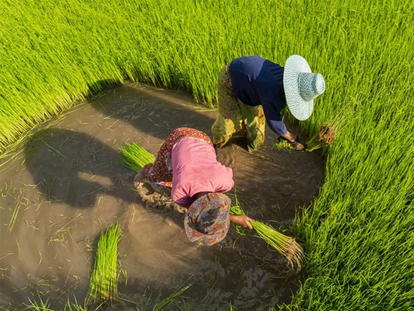 Verra Issues First Rice Carbon Credits in India Under New Methodology