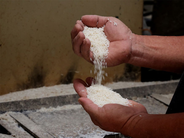 Rice export prices falls 18.5% in Jan-Sept