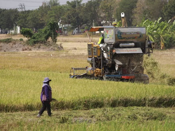 Thai rice prices extend slump to 18-year low