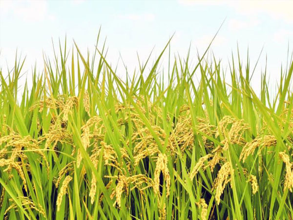 Mississippi farmers can't find buyers for rice