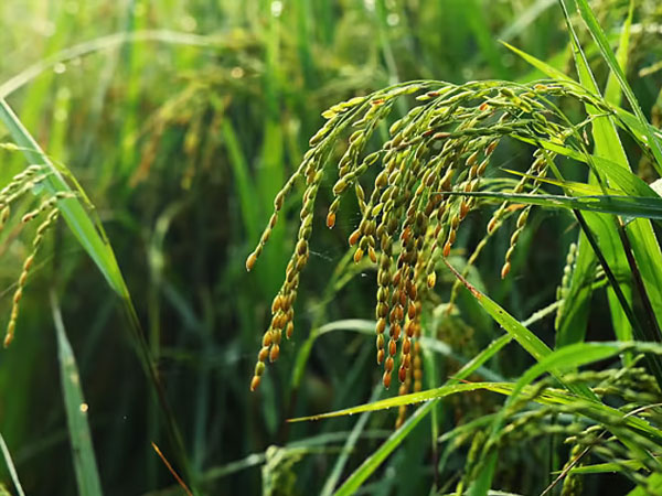 Punjab rice exporters ask Centre to arrange a barter system with Iran