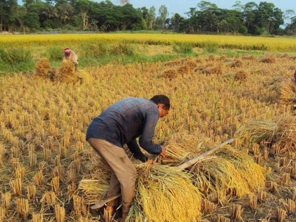 Rice imports seen to rise 15.9%, as output grows 0.4% – USDA